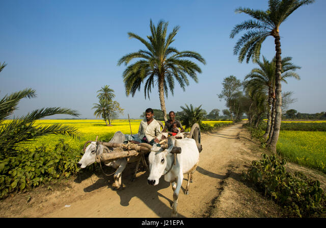 Bullock Cart Tradition