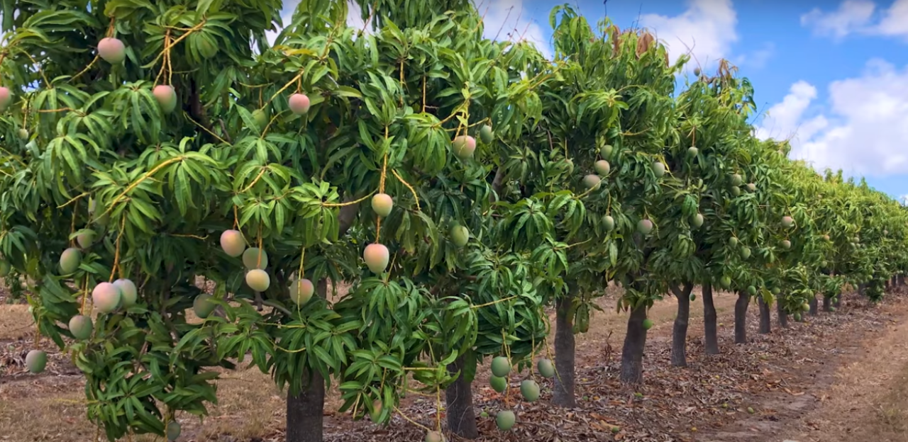 Naogaon Mango Garden